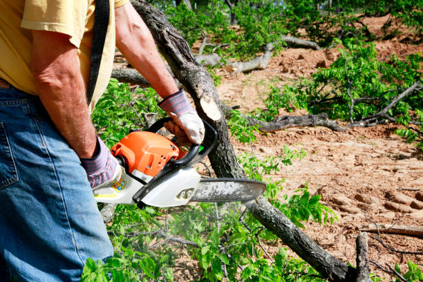 Dead Tree Removal in Rio Linda, CA